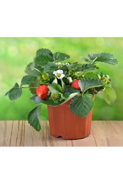 Полуниця Гігантела Максі в контейнері 